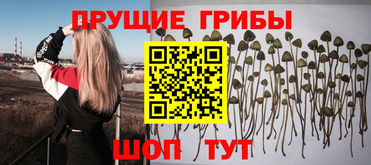 Галлюциногенные грибы GOLDEN TEACHER Кандалакша